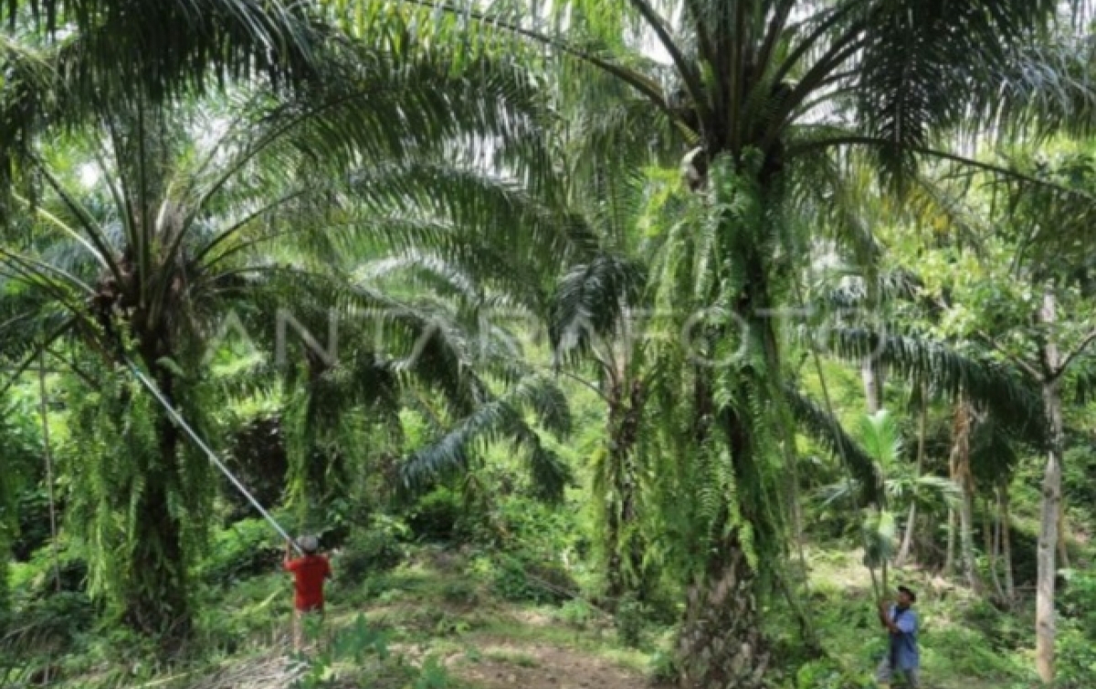 Pemkab Aceh Jaya: Dana Program Peremajaan Sawit Rakyat Rp129 miliar