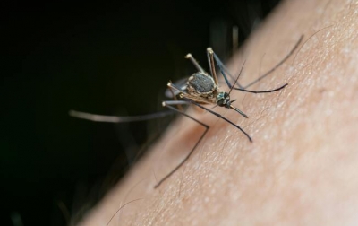 Demam Chikungunya Menyebar di Singapura, Meningkat Dua Kali Lipat