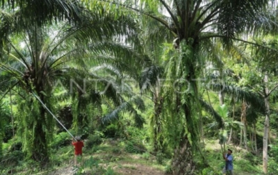 Pemkab Aceh Jaya: Dana Program Peremajaan Sawit Rakyat Rp129 miliar