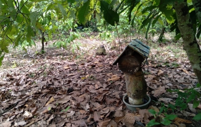 Dari Budidaya Lebah Madu, Hasilnya Lumayan untuk Menambah Penghasilan