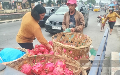 Hotma Simanjuntak, Alumni IPB yang Memilih Jadi Petani Naga di Sidikalang