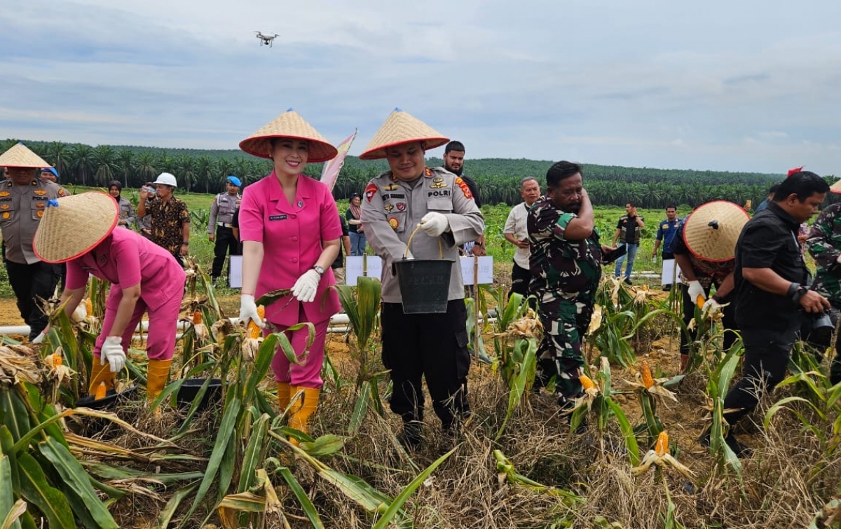 Kapolres Labusel Bersama Forkopimda Panen Raya Jagung Kuartal III