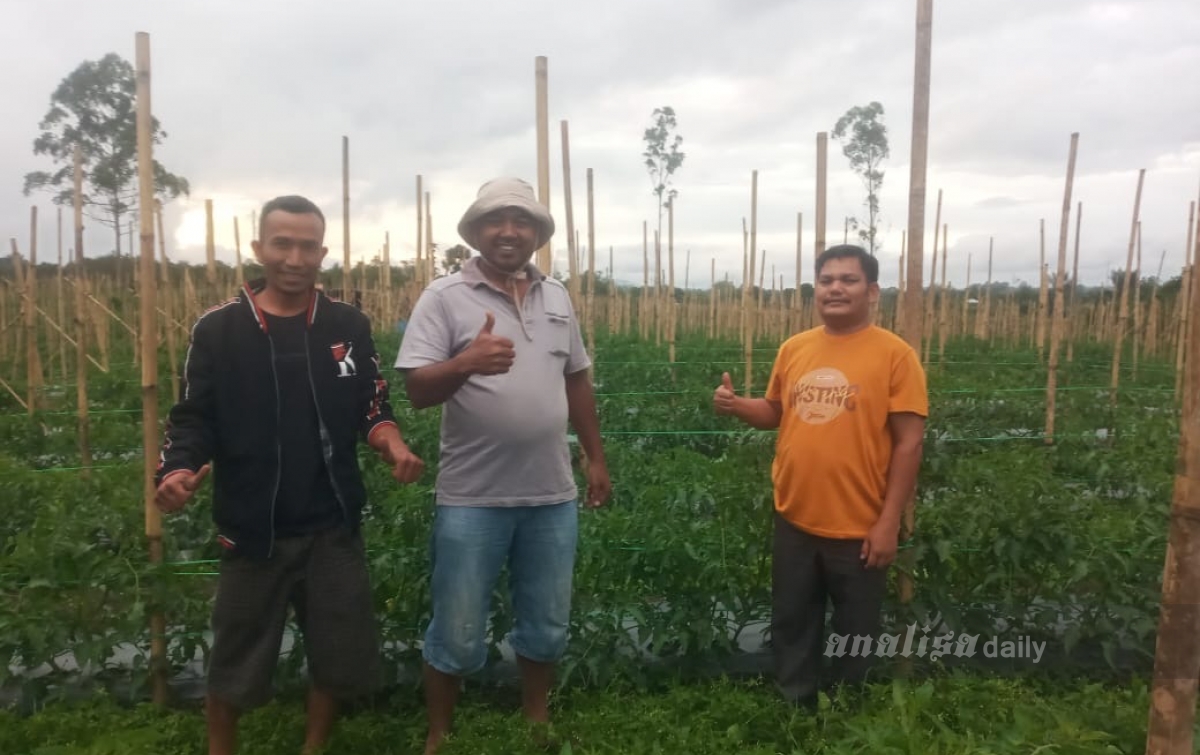 Kades Sitinjo 2 Berharap Panen Tomat dan Cabai Melimpah