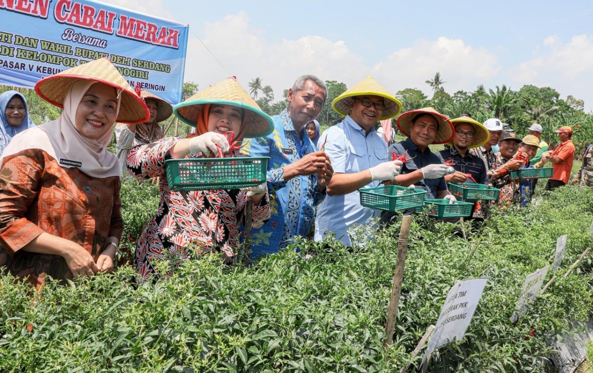 Perkuat Ketahanan Pangan, Panen Raya Cabai Saat Harga Melambung