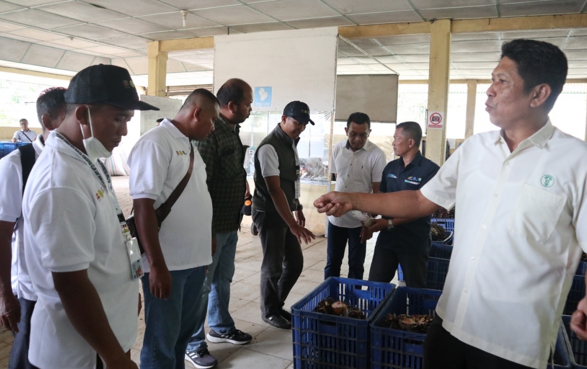 Tingkatkan Produktivitas Kebun Petani: 99 Petani Sawit Labusel Dilatih PT RPN Didukung BPDP dan Ditjenbun