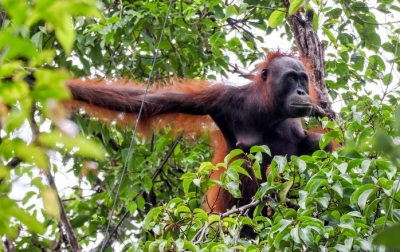 Orang Utan Tapanuli Terancam Punah, Perlu Prioritas Konservasi