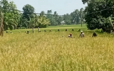 Agustus 2025, Sumut Surplus Beras 87.779 Ton