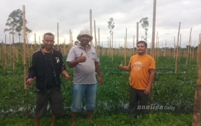 Kades Sitinjo 2 Berharap Panen Tomat dan Cabai Melimpah