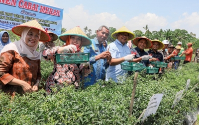 Perkuat Ketahanan Pangan, Panen Raya Cabai Saat Harga Melambung