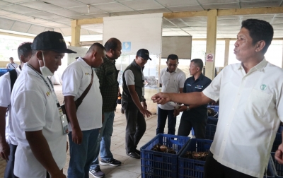 Tingkatkan Produktivitas Kebun Petani: 99 Petani Sawit Labusel Dilatih PT RPN Didukung BPDP dan Ditjenbun