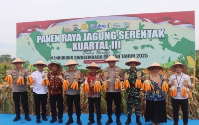 Dukung Ketahanan Pangan Nasional, Polresta Deliserdang Panen Raya Jagung Kuartal III