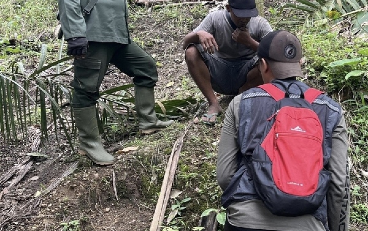 BBKSDA Sumut Pastikan Temuan Jejak Harimau Sumatera