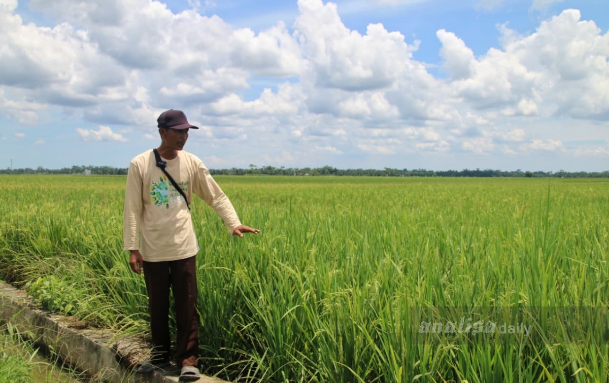 40 Tahun Kesulitan Mengairi Sawah, Petani Langkat Minta Pemerintah Bangun Irigasi Memadai