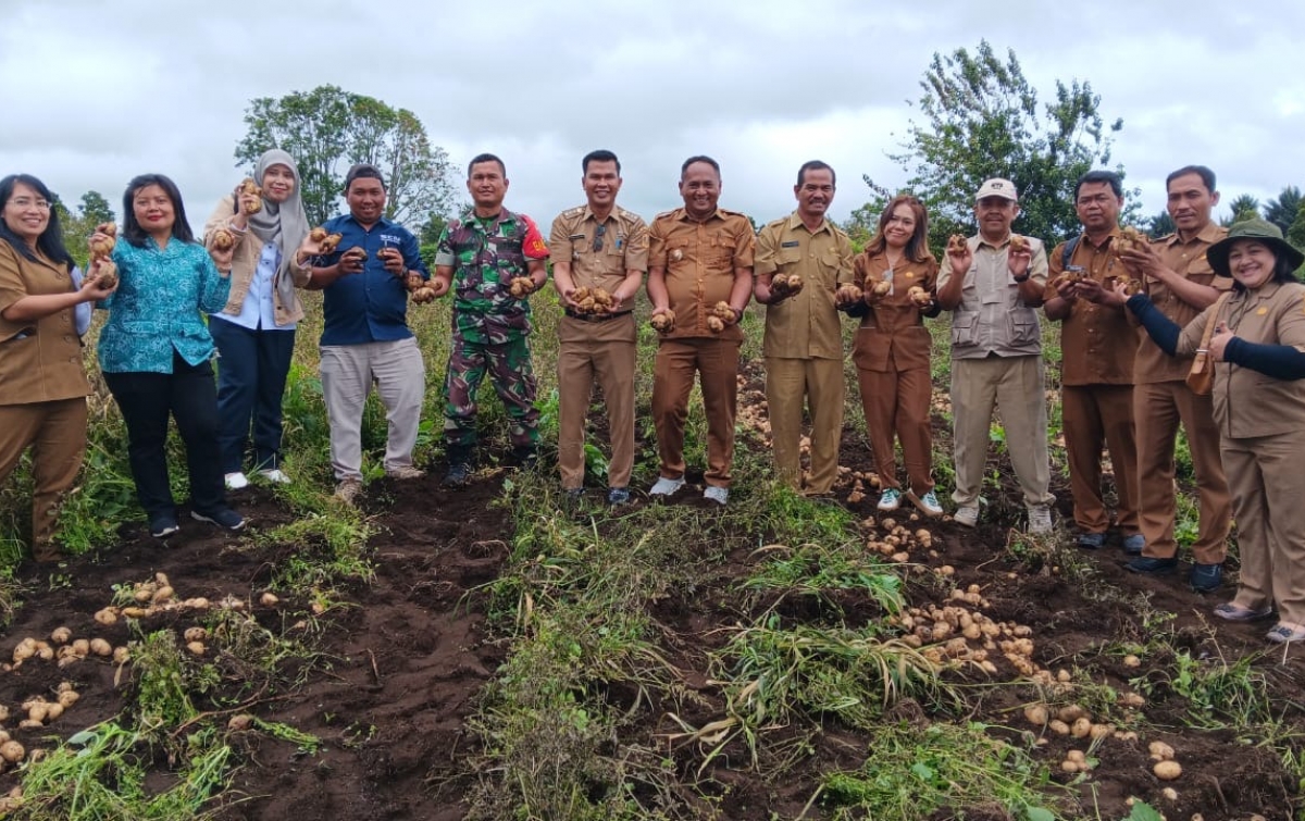 Bumdes Sada Ukur Sitinjo Panen Kentang