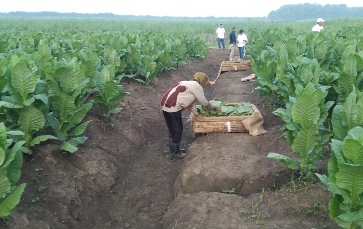 PTPN Cadangkan 500 Hektare Lahan untuk Hidupkan Kembali Kejayaan Tembakau Deli