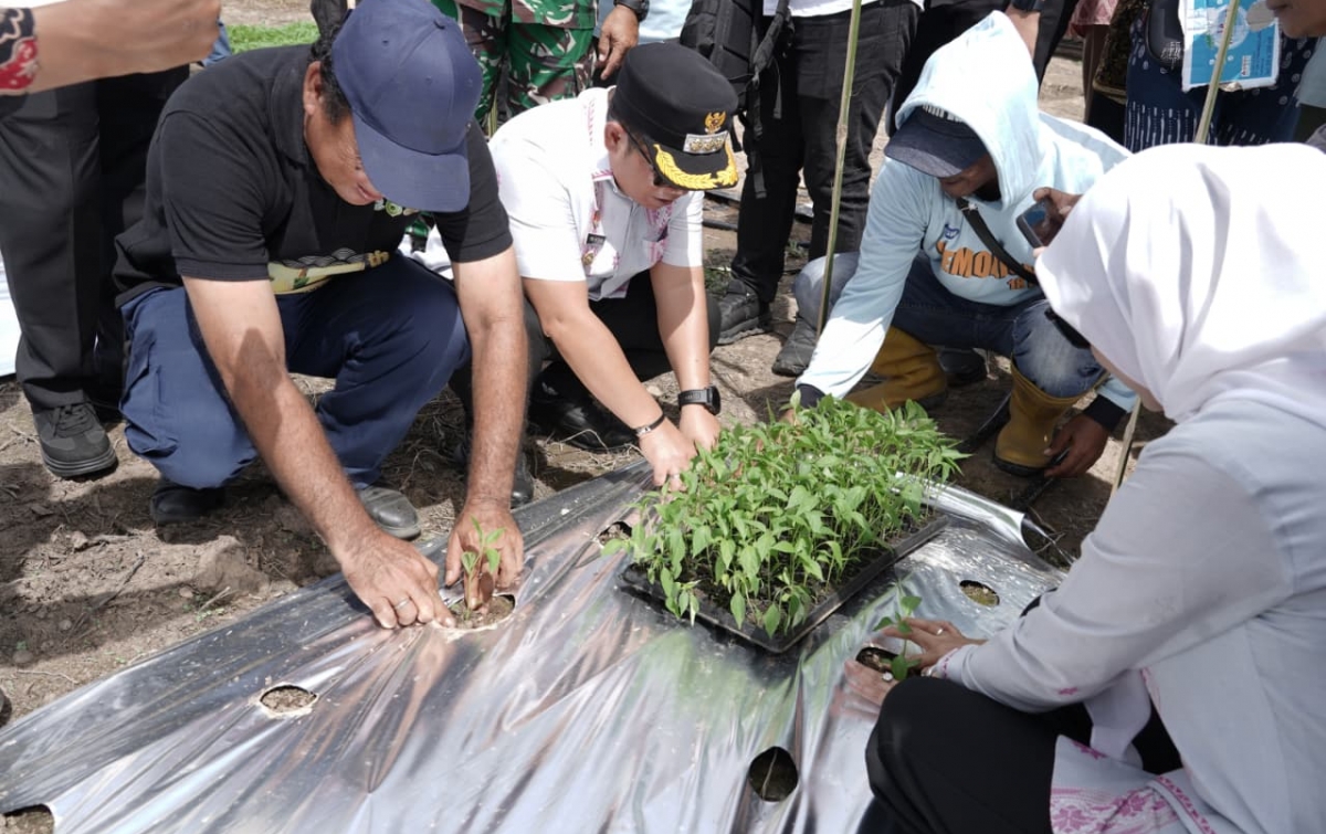 Pemkab Palas Tanam Cabai Merah untuk Topang Ketahanan Pangan