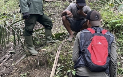 BBKSDA Sumut Pastikan Temuan Jejak Harimau Sumatera