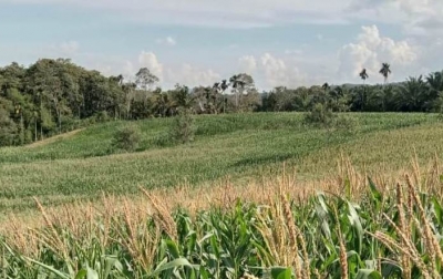 Seluruh Jagung Dairi Akan Dikirim ke Blitar