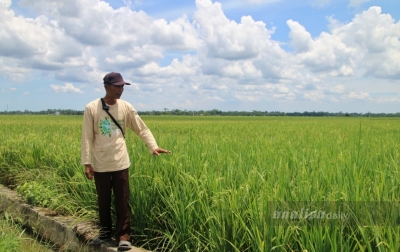 40 Tahun Kesulitan Mengairi Sawah, Petani Langkat Minta Pemerintah Bangun Irigasi Memadai