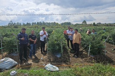 Kemarau Panjang Penyebab Produksi Cabai Menurun dan Harga Melabung Tinggi