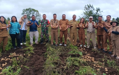Bumdes Sada Ukur Sitinjo Panen Kentang