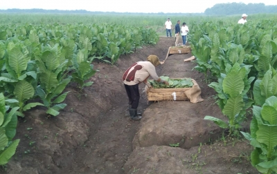 PTPN Cadangkan 500 Hektare Lahan untuk Hidupkan Kembali Kejayaan Tembakau Deli