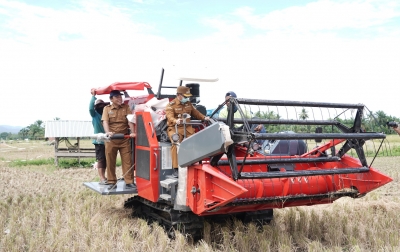 Bupati Putra Mahkota Panen Padi Pakai Traktor Combine Harvester