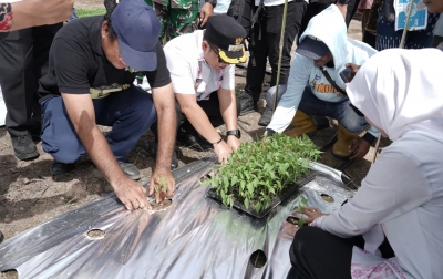 Pemkab Palas Tanam Cabai Merah untuk Topang Ketahanan Pangan