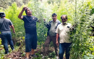 Ladang Ganja Tak Bertuan Ditemukan di Hutan Sibuatan Merek