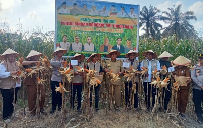 Panen Raya Jagung, Pemkab Asahan Bersama TMI Sukseskan Program Ketahanan Pangan