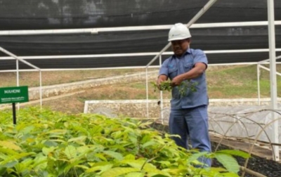 Tanam Pohon dan Pembibitan Moderen, Inalum Perkuat Konservasi Danau Toba