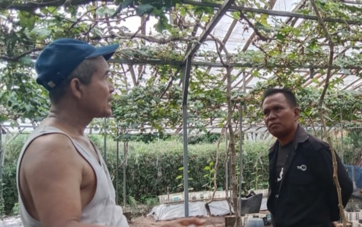 Herly Yusup Manfaatkan Pekarangan Rumah untuk Bertani Anggur