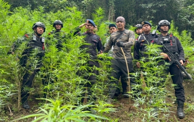 Brimob Polda Sumut Musnahkan 10 Hektare Ladang Ganja di Mandailing Natal