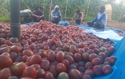 Pengurus Bumdes Panji Bako Lesu, Harga Tomat Rp1500