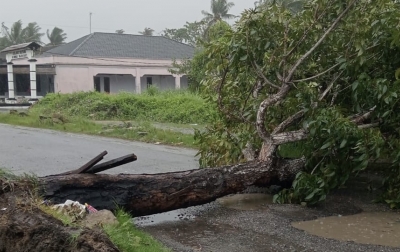 Pohon Mahoni Tumbang, Akses Jalan di Tanjung Beringin Sempat Lumpuh