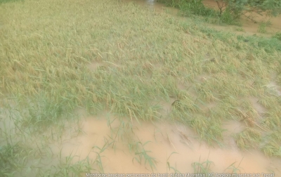 Dampak Banjir Bandang di Sumut, 444,4 Hektare Tanaman Pangan Rusak