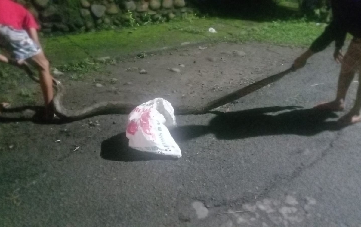 Ular Sanca Sebetis Orang Dewasa ‘Ngungsi’ ke Kontrakan Dani, Urat Tendon Putus Kena Patuk