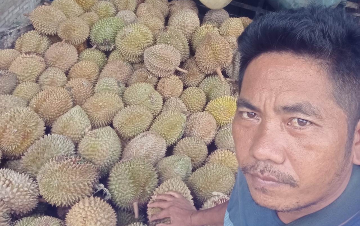Durian di Dairi Terancam Busuk Tak Bisa Dikirim Dampak Kelangkaan BBM