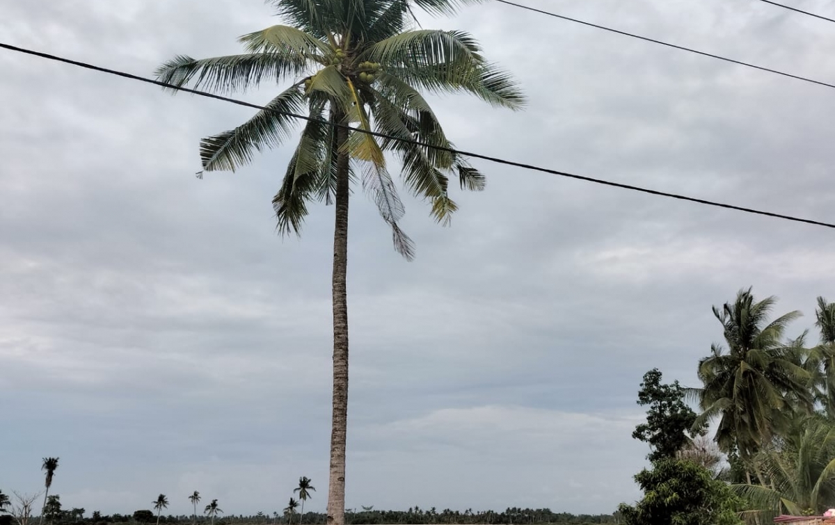 Ratusan Hektare Persawahan di Tanjung Beringin Terendam Banjir