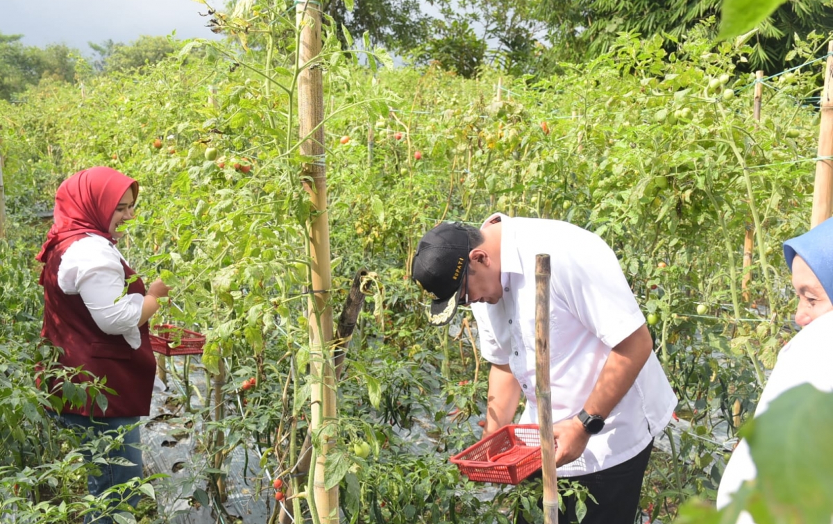 Panen Perdana Cabai Merah di Sibolangit, Bupati: Pemkab Selalu Hadir di Sektor Pertanian