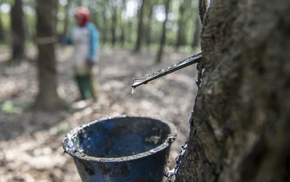 Ekspor Karet Sumut Kembali Melemah pada November 2025, Terdampak Permintaan Global-Gangguan Logistik Akibat Banjir