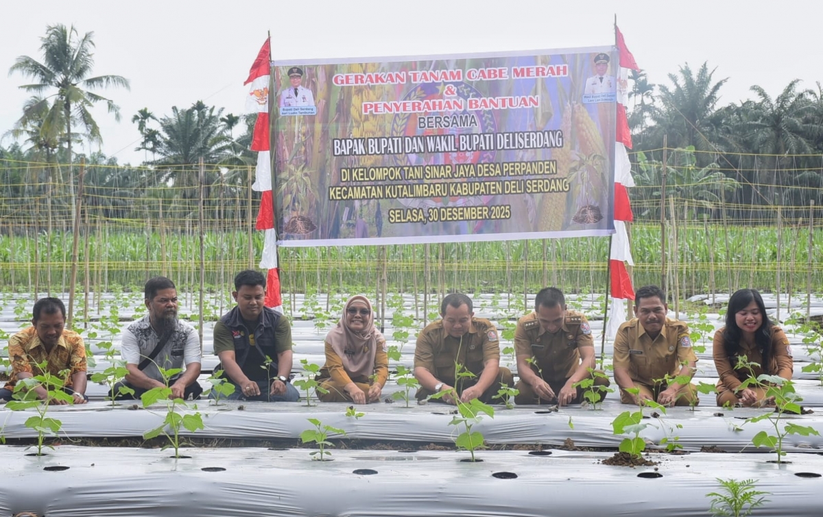 Komoditas strategis Nasional: Deli Serdang Galakkan Gerakan Tanam Cabai Merah