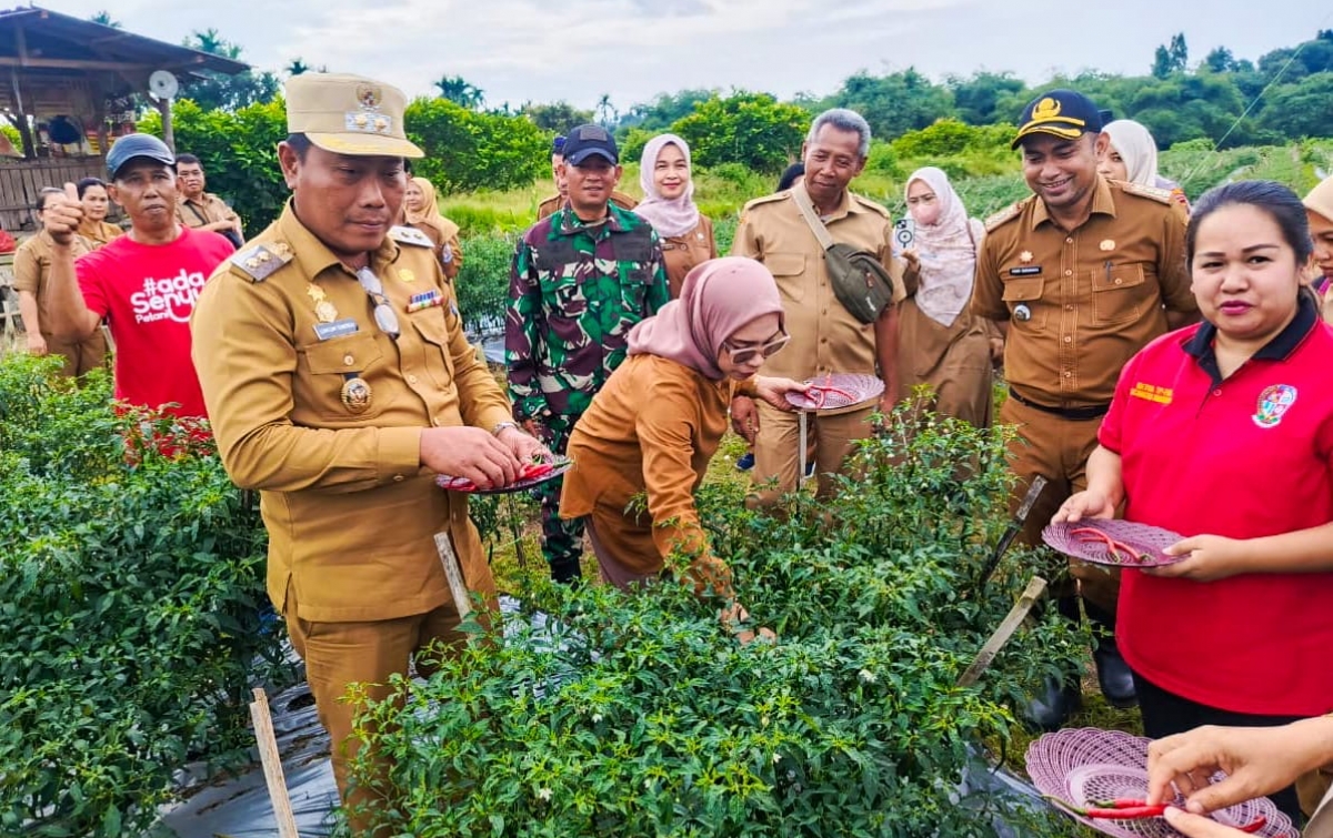 Wabup Lom Lom Suwondo dan Kelompok Tani Bersama Panen Perdana Cabai Merah