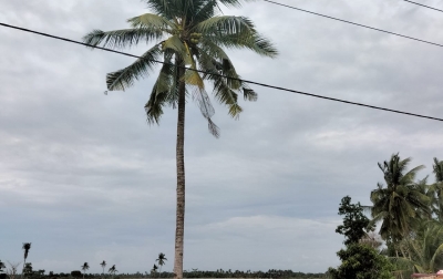 Ratusan Hektare Persawahan di Tanjung Beringin Terendam Banjir