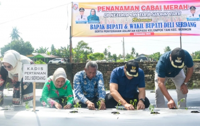 Perkuat Sektor Pertanian, Pemkab Deli Serdang Gandeng Petani Tanam Cabai Merah