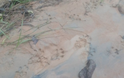 Ikan Warga Simatohir Tapsel Diduga Dimangsa Harimau Sumatera