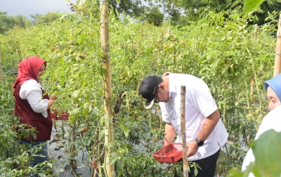 Panen Perdana Cabai Merah di Sibolangit, Bupati: Pemkab Selalu Hadir di Sektor Pertanian