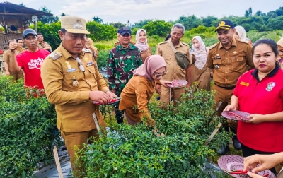 Wabup Lom Lom Suwondo dan Kelompok Tani Bersama Panen Perdana Cabai Merah