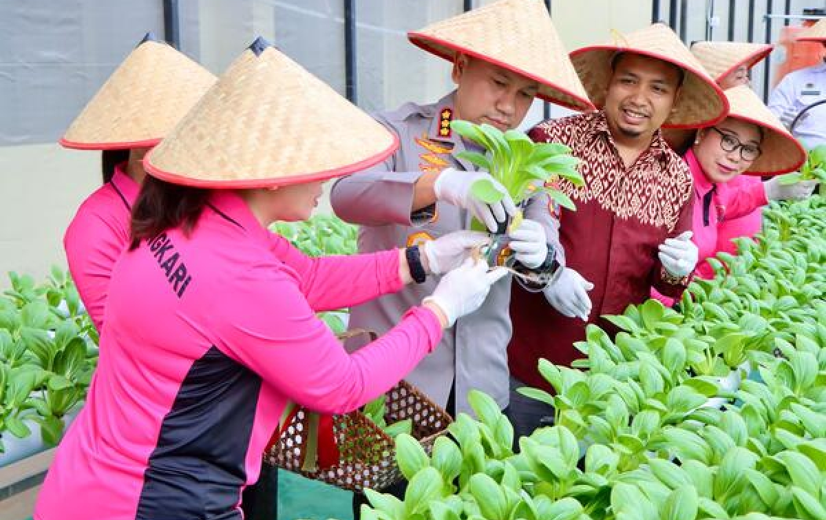Polrestabes Panen Perdana Tanaman  Hidroponik