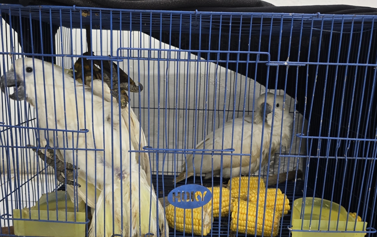 Nasib Pilu Kakatua Raja: Disekap dalam Sangkar Sempit Sebelum Nyaris Diselundupkan ke Luar Negeri